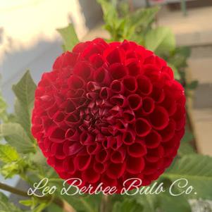 Dahlia Ball Type Cornel