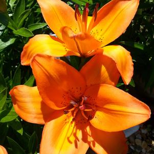 Lilies Asiatic Lava Joy