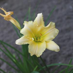 Hemerocallis Big Time Happy