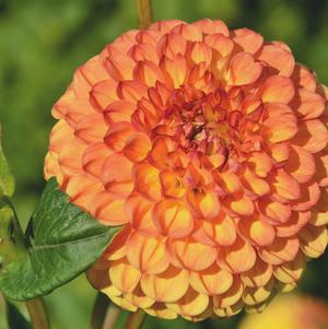 Dahlia Ball Type Mirella