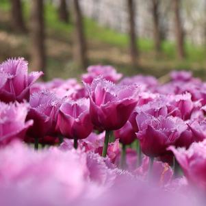 Tulip Fringed Louvre