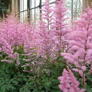 Astilbe Country & Western (arendsii hyb)