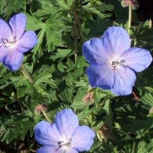 Geranium Johnson's Blue