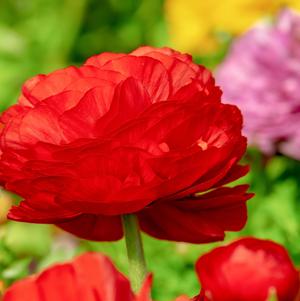 Ranunculus Tecolote Red