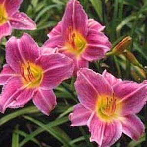 Hemerocallis Prairie Blue Eyes