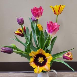 Tulip Fringed Mixed