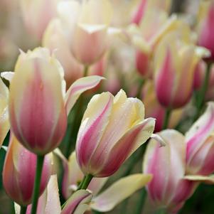 Tulip Single Late Blushing Lady