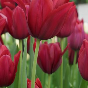 Tulip Single Late Kingsblood