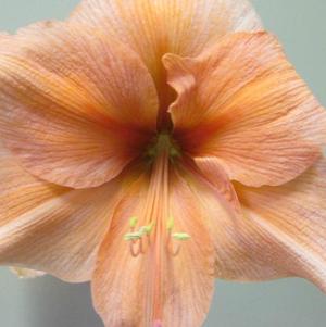 Hippeastrum Holland Bouquet