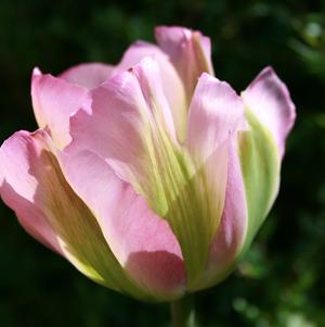 Tulip Viridiflora Groenland