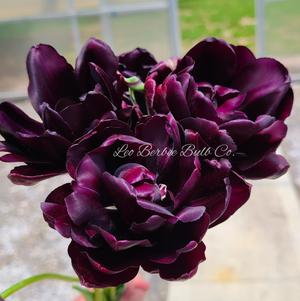 Tulip Double Late Black Hero