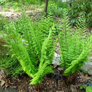 Dryopteris Goldieana Goldie's Giant Wood