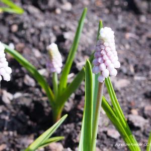 Muscari Pink Sunrise