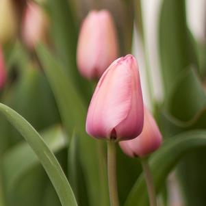 Tulip Darwin Hybrid Bella Blush