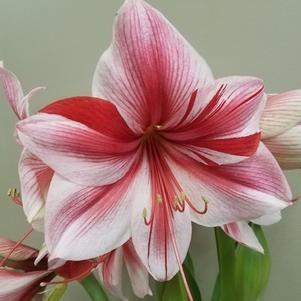 Hippeastrum Holland Gervase