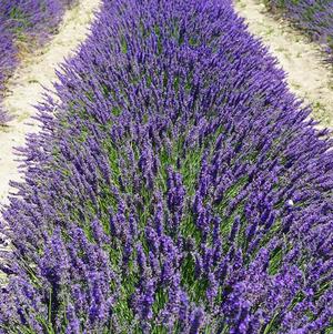 Lavendula Munstead