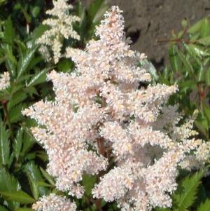 Astilbe Peach Blossom (japonica hyb)