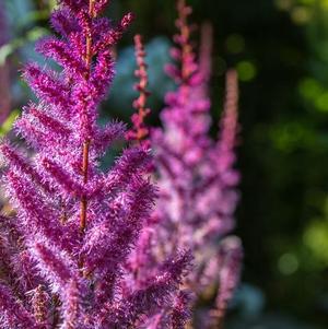 Astilbe Purple Lance (chinensis hyb)