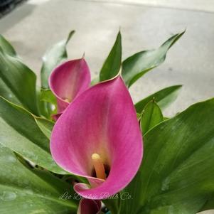 Zantedeschia Sumatra