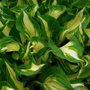 Hosta Medio Variegata