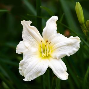 Hemerocallis White Temptation