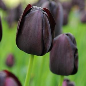 Tulip Single Late Queen of Night