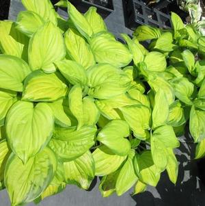 Hosta Stained Glass