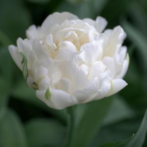 Tulip Double Early Mondial