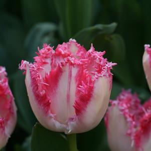 Tulip Fringed Eyelash