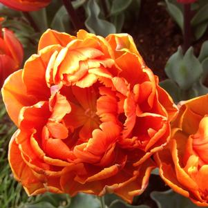 Tulip Double Early Valdivia