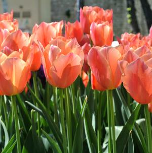 Tulip Triumph Orange Balloon