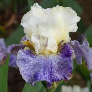 Iris Germanica Blue/White