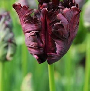 Tulip Parrot Black Parrot