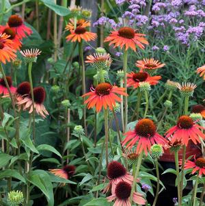 Echinacea Cheyenne Spirit