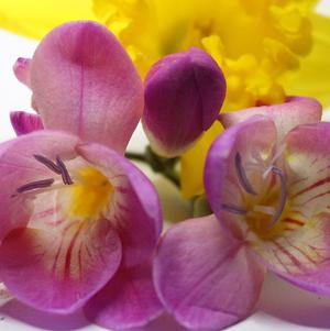 Freesia Single Pink