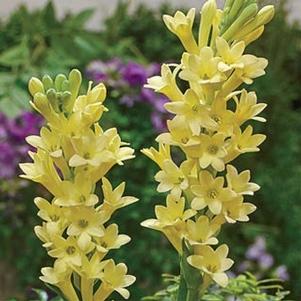 Polianthes Tuberosa Super Gold