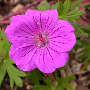 Geranium Tiny Monster