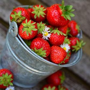 Strawberries Everbearing Fort Laramie