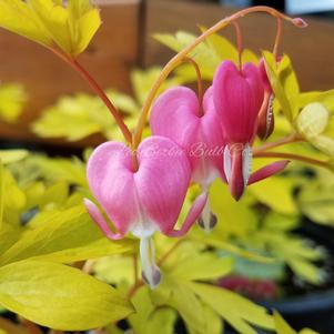 Dicentra Spec. Yellow Leaf