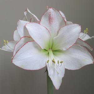 Hippeastrum Holland Picotee Petticoat