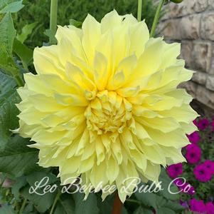 Dahlia True Dinnerplate Kelvin Floodlight