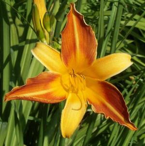 Hemerocallis Franz Hals