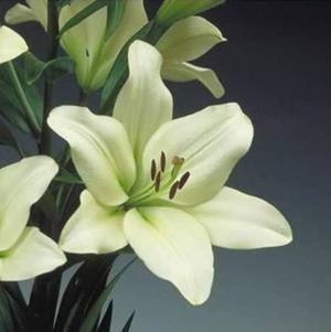 Lilies Longiflorum Asiatic Courier