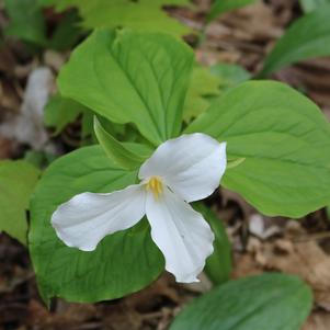 Trillium Grandiflorum 