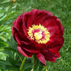 Peony lactiflora Buckeye Belle