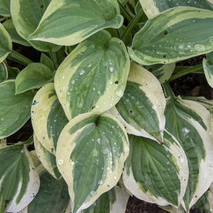 Hosta Wide Brim