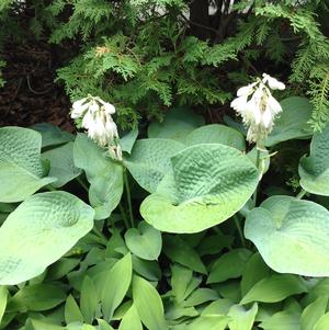 Hosta Trex