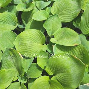 Hosta Sieboldiana Elegans