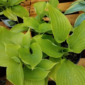 Hosta Sum & Substance