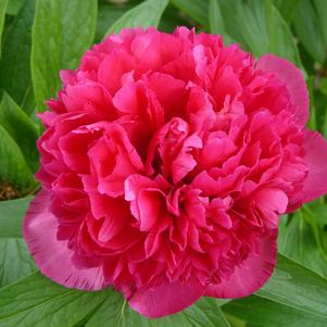 Peony lactiflora Kansas